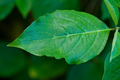 Cornus nuttalii 'Ascona' - dřín nuttallův - list